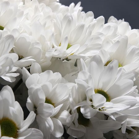 Chrysant Spr. Chic