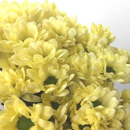 Chrysant Spr. Chic Cream
