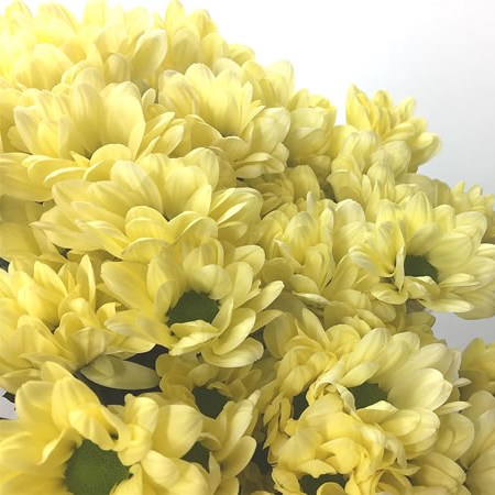 Chrysant Spr. Chic Cream