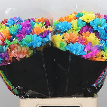 Chrysant Spr. Chic Dyed Rainbow