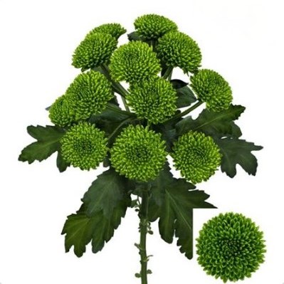 Chrysant Spr. Chikorita