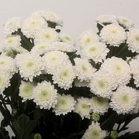 Chrysant Spr. Coconut