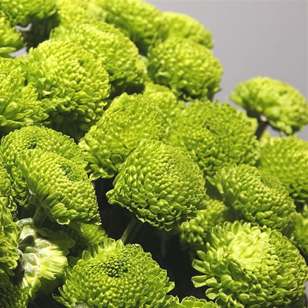 Chrysant Spr. Code Green