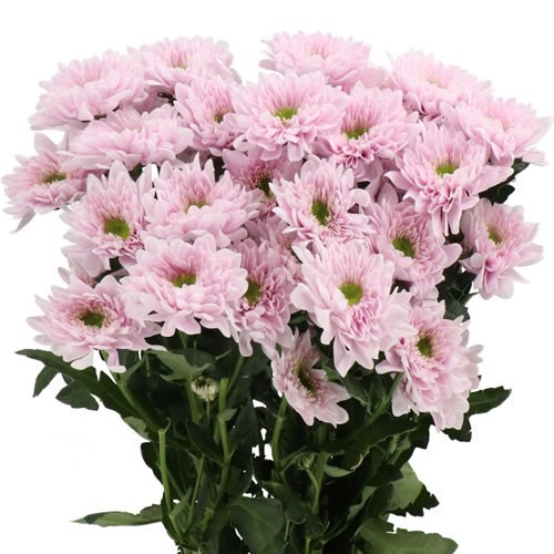 Chrysant Spr. Commander Pink