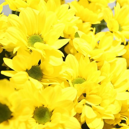 Chrysant Spr. Copa