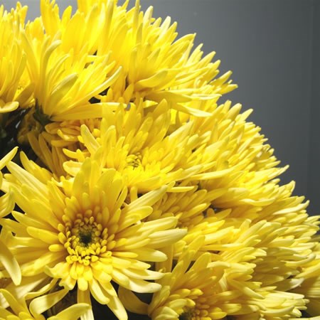 Chrysant Spr. Delianne Yellow