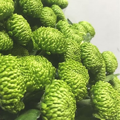 Chrysant Spr. Deligreen