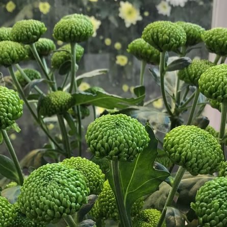 Chrysant Spr. Deligreen