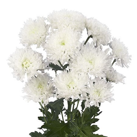Chrysant Spr. Einstein