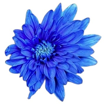 Chrysant Spr. Euro Dyed Blue