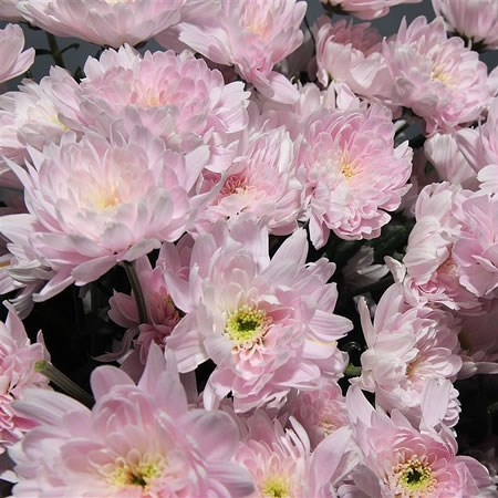 Chrysant Spr. Euro Pink