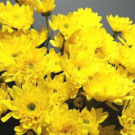 Chrysant Spr. Euro Sunny