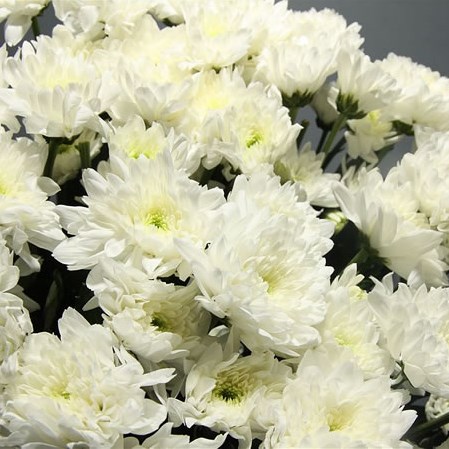 Chrysant Spr. Euro White