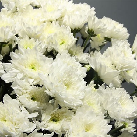 Chrysant Spr. Euro White