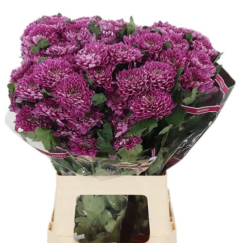 Chrysant Spr. Fabienne Purple