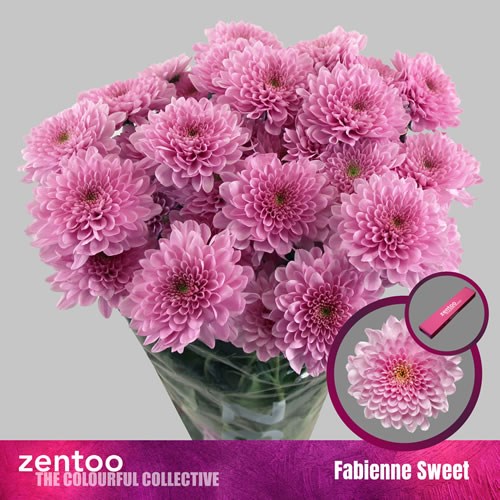 Chrysant Spr. Fabienne Sweet