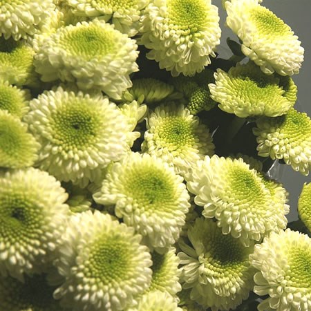 Chrysant Spr. Feeling Good