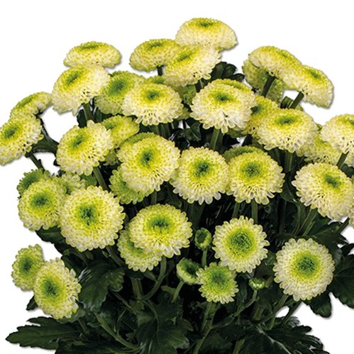 Chrysant Spr. Fontina