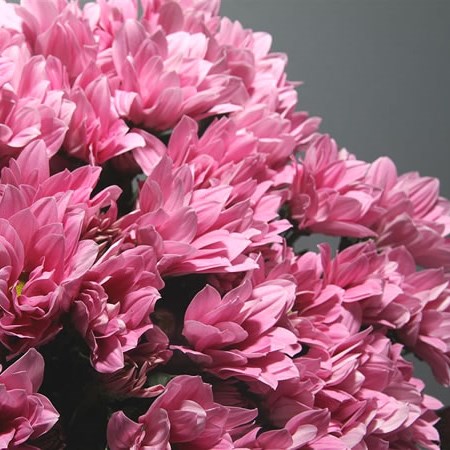 Chrysant Spr. Grand Pink