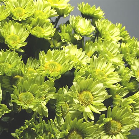 Chrysant Spr. Green Lizard