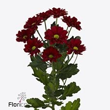 Chrysant Spr. Haiku