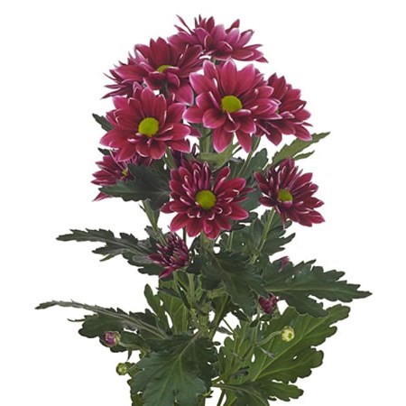 Chrysant Spr. Hardwell