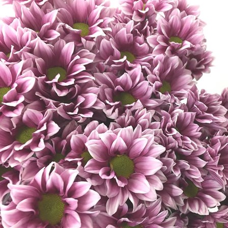 Chrysant Spr. Haydar Pink