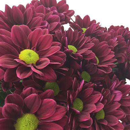 Chrysant Spr. Haydar Purple