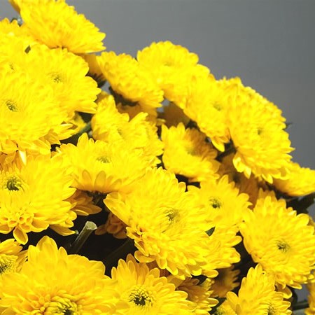 Chrysant Spr. Ibis Sunny
