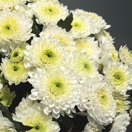 Chrysant Spr. Ibis White