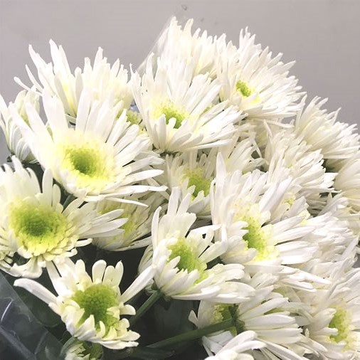 Chrysant Spr. Iceland