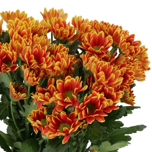 Chrysant Spr. Kastelli
