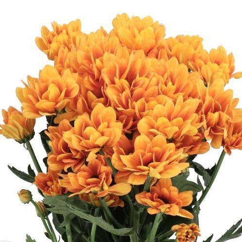 Chrysant Spr. Kaya