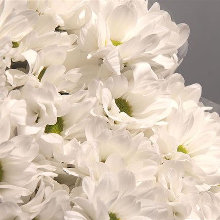 Chrysant Spr. Kennedy