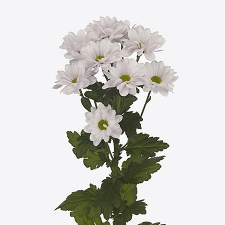 Chrysant Spr. Kennedy Rosy