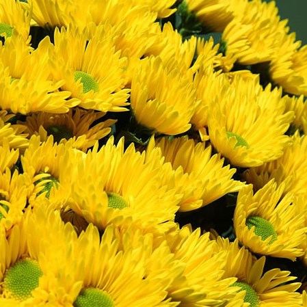 Chrysant Spr. Korona