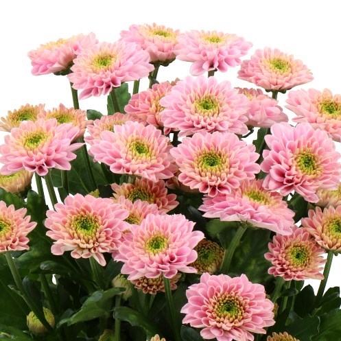 Chrysant Spr. Letsgo Pink