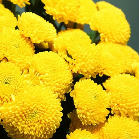 Chrysant Spr. Limoncello