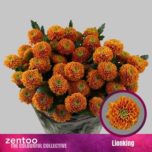 Chrysant Spr. Lionking