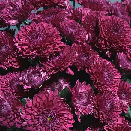 Chrysant Spr. Lollipop Purple