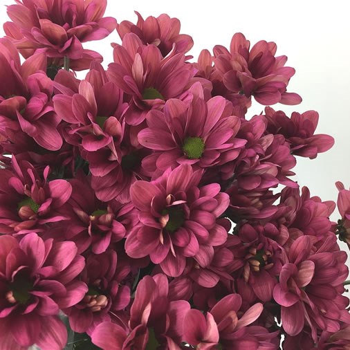 Chrysant Spr. Memphis Cherry