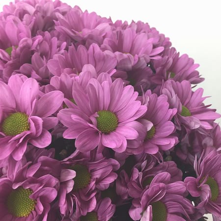 Chrysant Spr. Memphis Pink