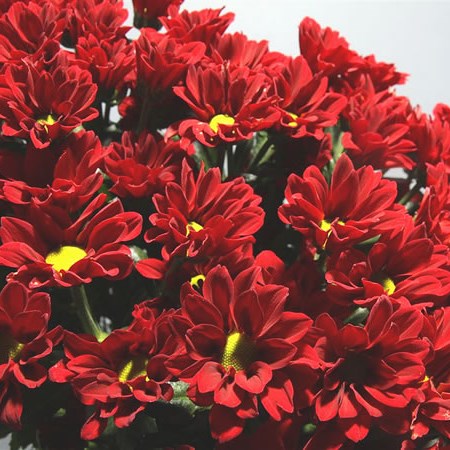 Chrysant Spr. Merlot