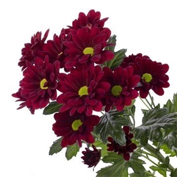 Chrysant Spr. Mexicano