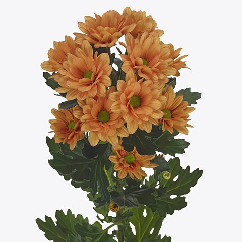 Chrysant Spr. Midnightsun