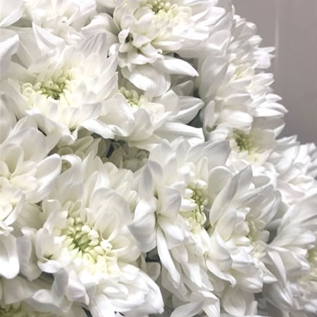 Chrysant Spr. Montes White