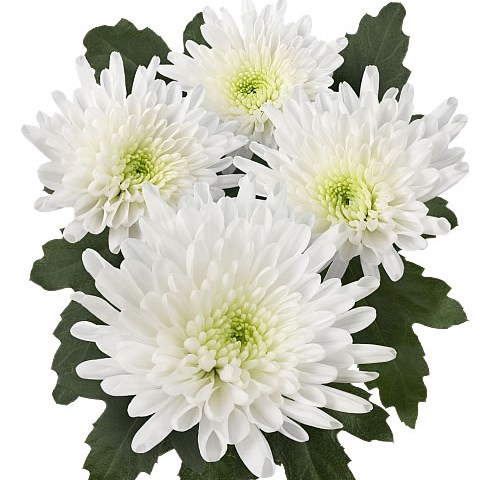 Chrysant Spr. Octo