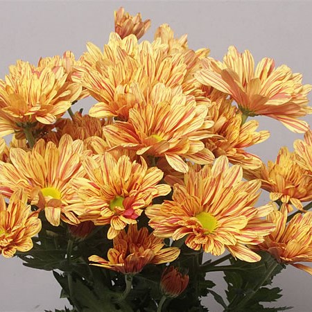 Chrysant Spr. Palette