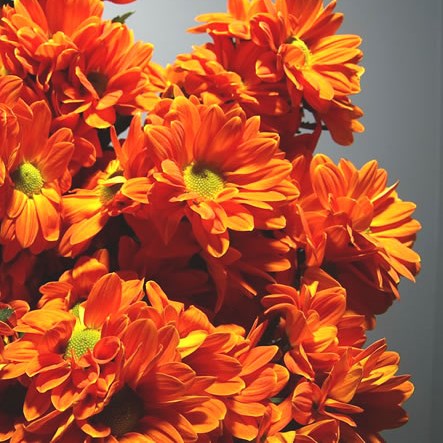 Chrysant Spr. Papaya