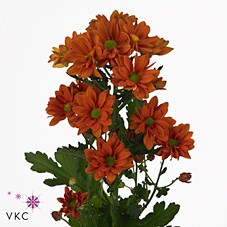 Chrysant Spr. Papaya